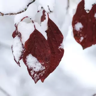 Co kwitnie w styczniu w ogrodzie?